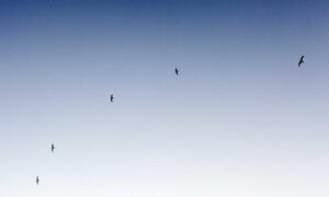 advertising ginkialuz housing ltd