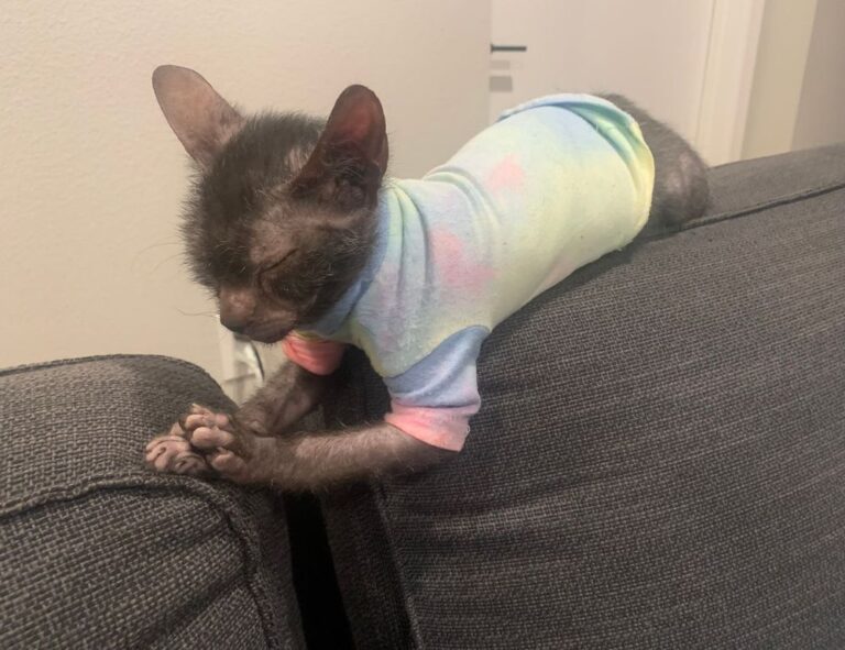 can hell2mize run on pc