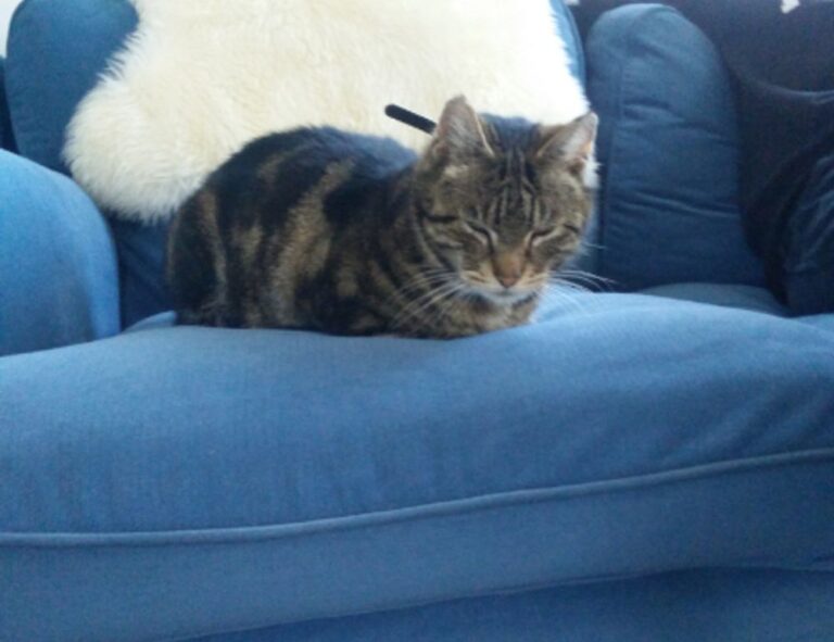 cryptocurrencies drhcryptology