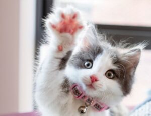 growth strategy drhcryptology