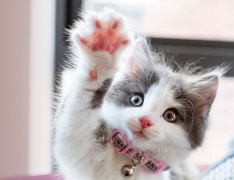 growth strategy drhcryptology