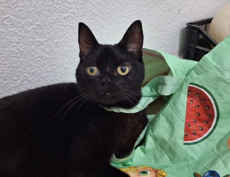 how do crypto charts work drhcryptology