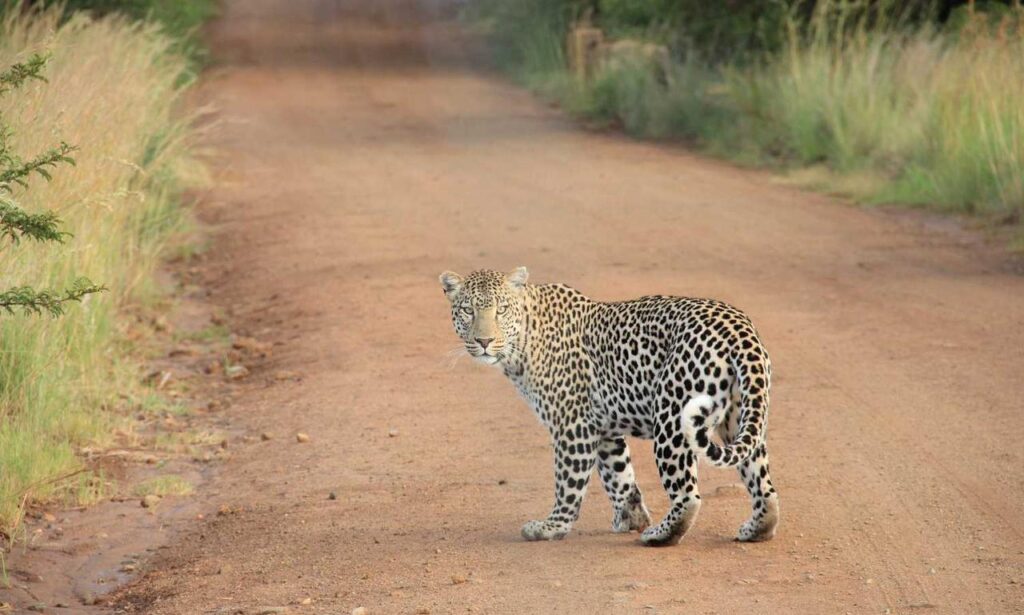 how zayepro pharmaceuticals ltd marketed