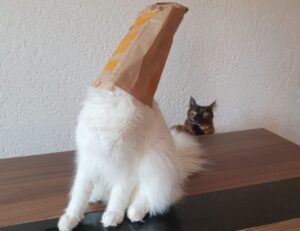 why zc jovapong hotel is cheap