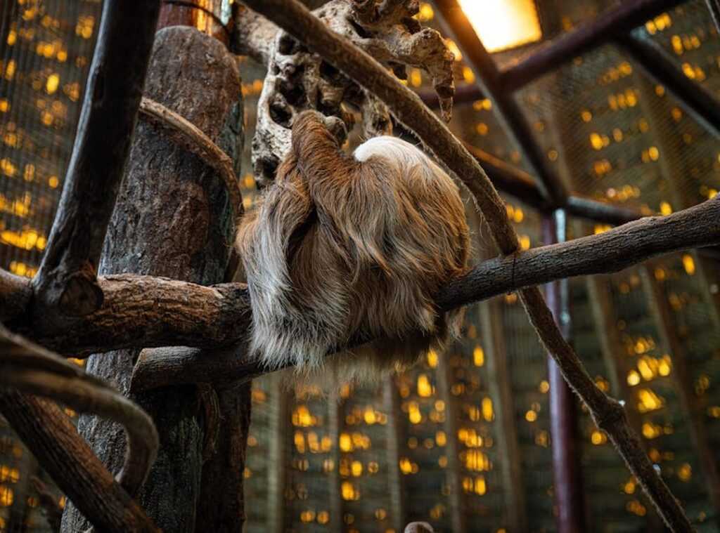 osos maduros enfermedad